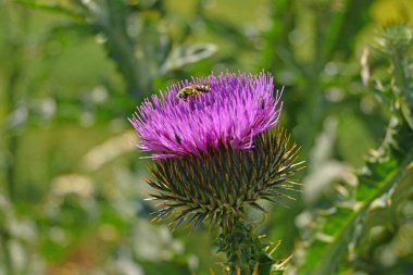 2. Çiçek 'te Cardoon