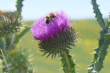 Cardoon in bloom #1