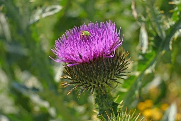 Cardoon 4 numaralı çiçekte.