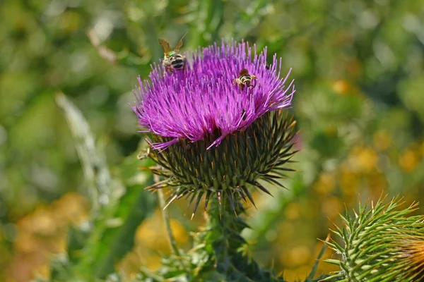 3 numaralı çiçekte Cardoon.
