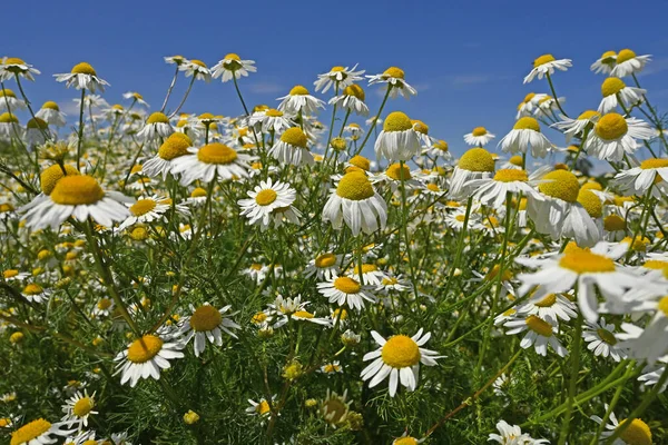 Yaz güneşinin altında papatya tarlası