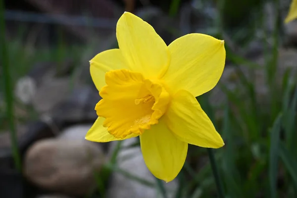 Lindas Flores Daffodil Primavera — Fotografia de Stock