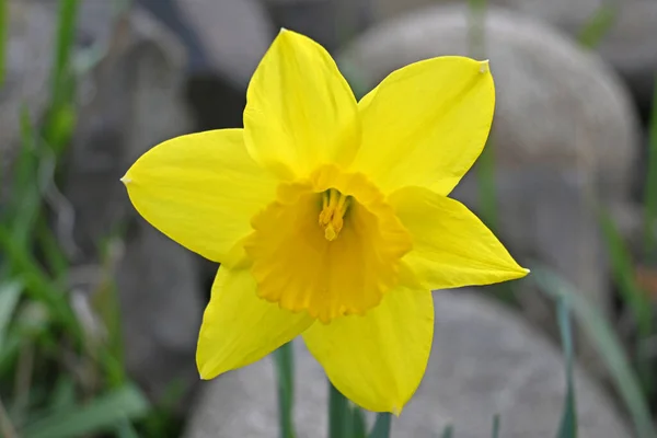 Baharda güzel nergis çiçekleri