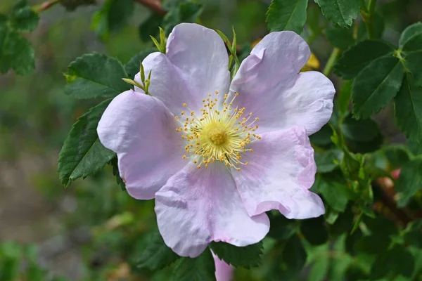 3 numaralı çiçekte yabani gül.