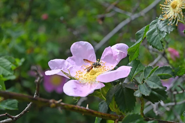 2 numaralı çiçekte yaban gülü.