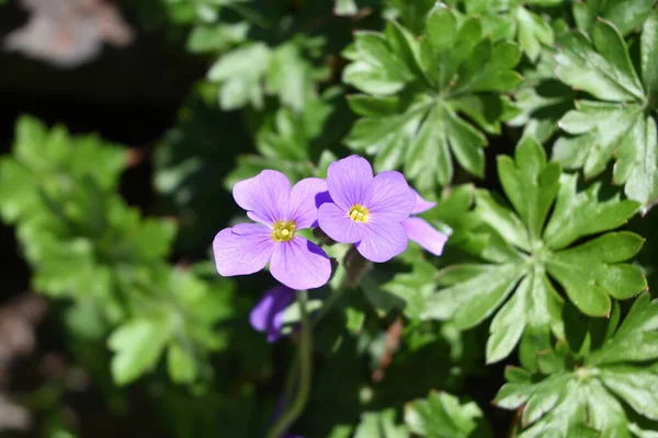 Sardunya Pelargonium Çiçekleri # 3