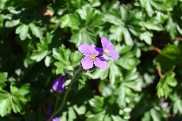 Sardunya Pelargonium Çiçekleri # 2