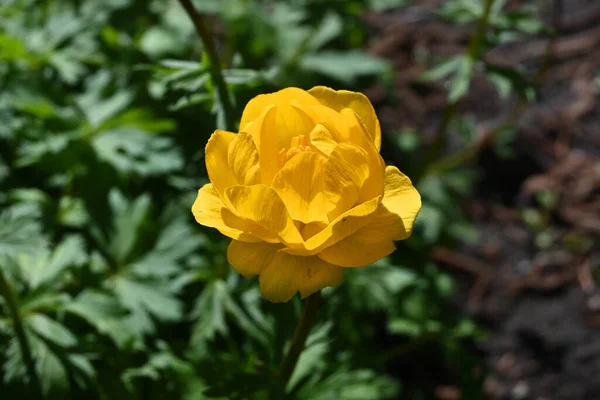 Trollius çiçeği 2 numaralı çiçekte.