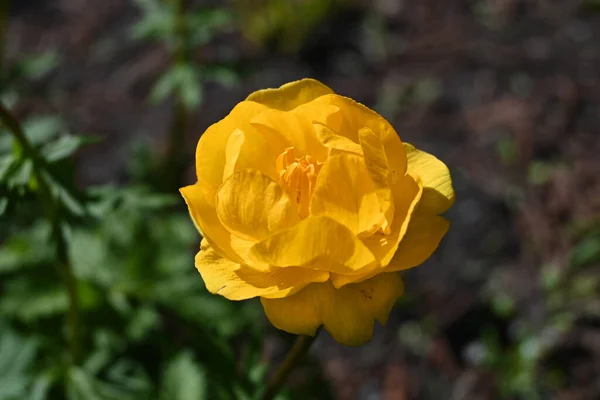 Trollius 1 numaralı çiçekte.