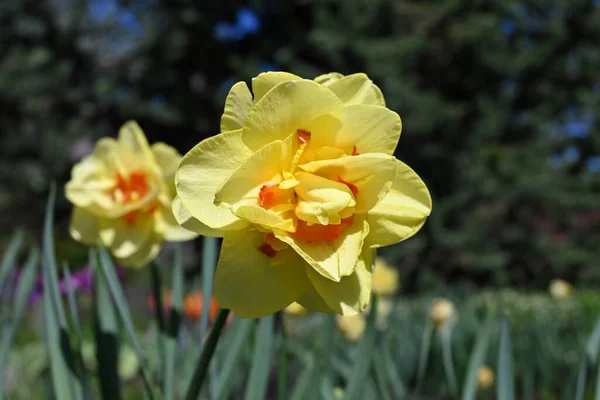 Vahşi nergis mi yoksa Büyük Zambak # 3 mü?