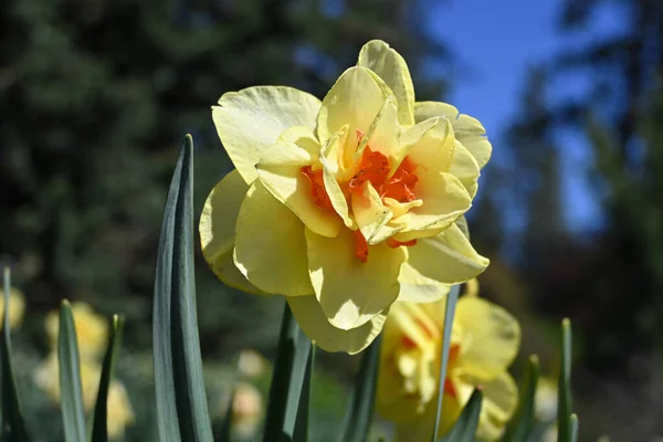 Vahşi nergis mi yoksa Büyük Zambak # 2 mi?