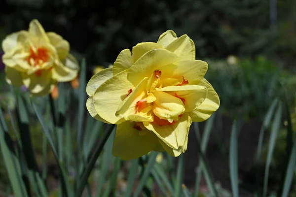 Vahşi nergis mi yoksa Büyük Zambak # 1 mi?