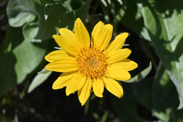 Maximilian ayçiçeği # 1