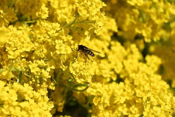 Parlak sarı çiçeklerdeki arı # 1