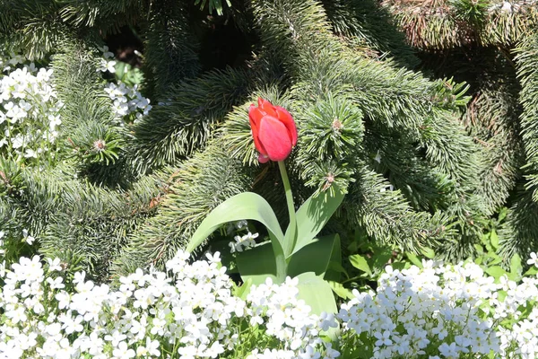 Çam iğnelerinin arka planında lale