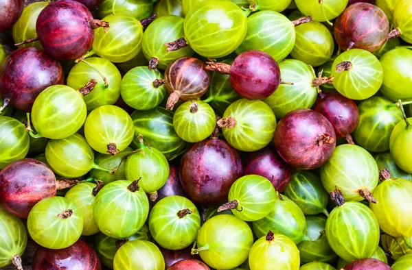Gooseberries fresh berries close up background.