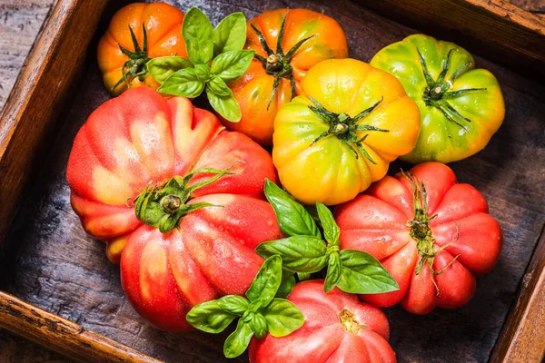 Variety of tomatoes red, yellow and green on  wooden background and basil leaves.
