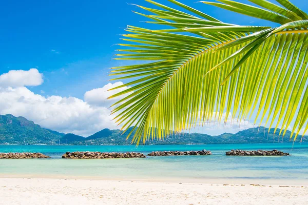 Tropical beach with palm and blue lagoon.Idyllic tropical beach with palm leafs background.Travel destinations or vacation beach holidays concept copy space.