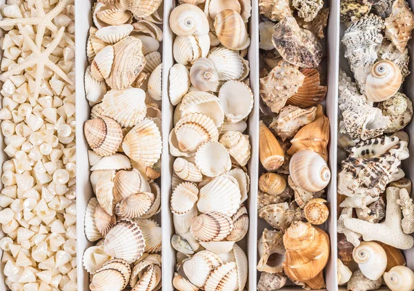 Seashells collection still life.Beach home decoration background.