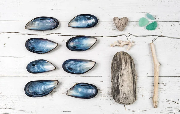 Seashells beach collections still life. Seashells, woods, sea glasses on white wood background.