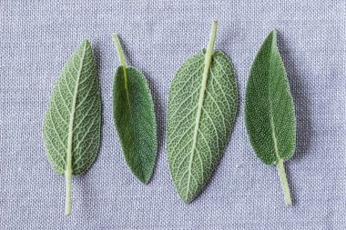 Taze adaçayı otu üst görünüm arkaplan kopyalama alanını terk eder.