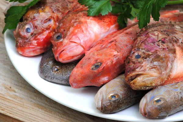 Fresh fishes background. Mediterranean fishes, red scorpion fish, red robin, weever, flatfish, red mullet. 