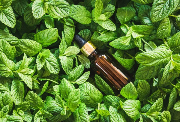 Essential peppermint oil bottle on green peppermint leaves background. Alternative medicine herbs, aromatherapy, organic cosmetics.