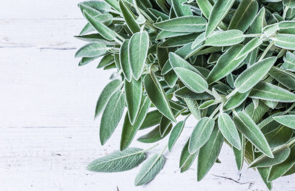 Fresh sage herb on white wooden background copy space.