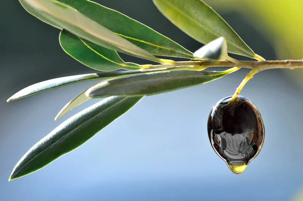 Fresh olive and oil drop close up background copy space.Fresh pressed extra virgin olive oil concept.