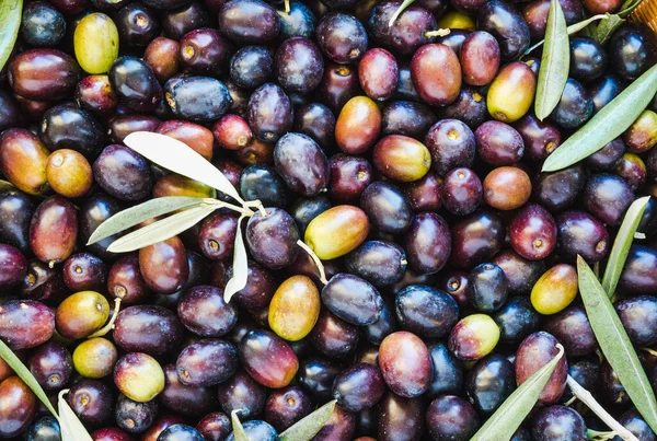 Fresh picked olives just from tree background close up, harvest of olives.