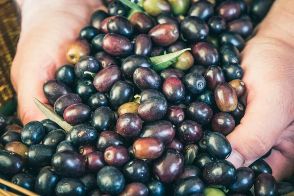 Fresh picked olives just from tree background close up, harvest of olives.