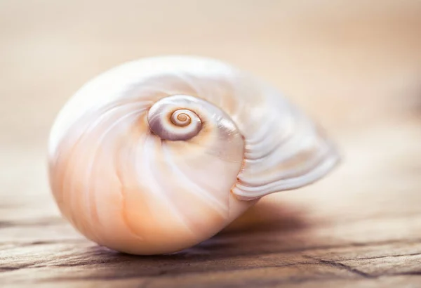 Seashell on wooden background. Beach decoration still life minimalism wallpaper.