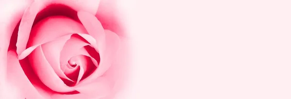 배경에 아름다운 분홍색 조랑말을 가까이 — 스톡 사진
