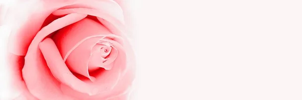 Różowe Róże Drewnianym Tle — Zdjęcie stockowe