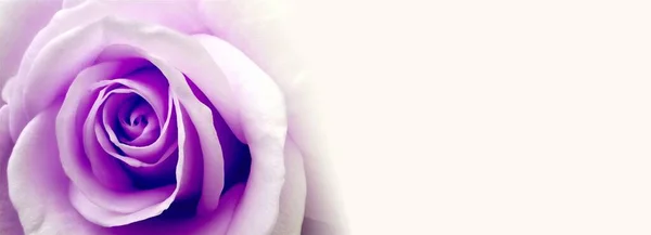Close White Flower Background Copy Space — Zdjęcie stockowe