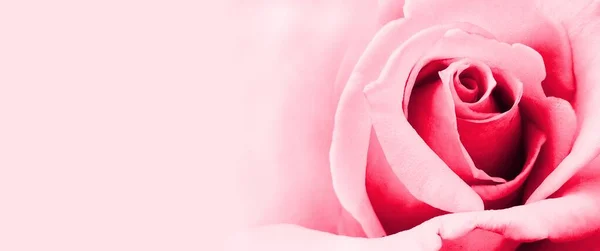 Pink Rose Flower Soft Focus Floral Background — Stok fotoğraf