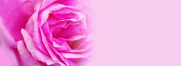 Beautiful Peony Bouquet Bright Pink Rose White Background Selective Soft — Stok fotoğraf