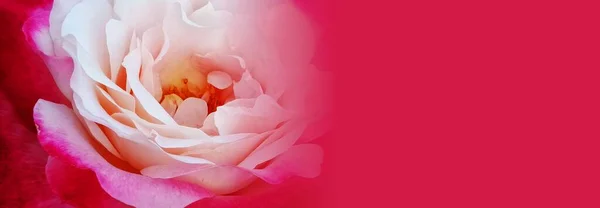 Beautiful Pink Rose Close Background — Stock Photo, Image