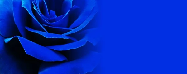 Beautiful Blue Rose Dark Background — Stok fotoğraf