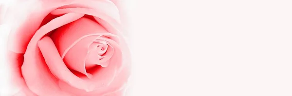 Pink Rose White Background — Stock Photo, Image