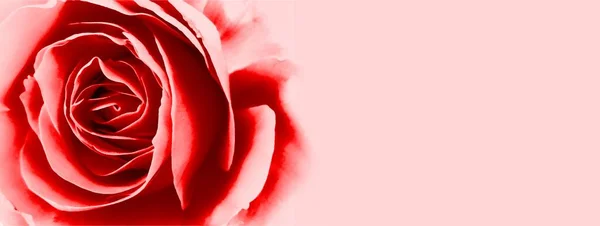Червона Троянда Рожевому Фоні — стокове фото