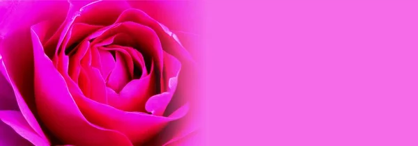 Beautiful Pink Rose Purple Background — Stock Photo, Image