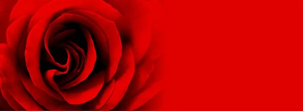 Red Rose Black Background — Stock Photo, Image