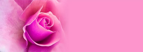 Różowa Róża Jasnym Tle — Zdjęcie stockowe