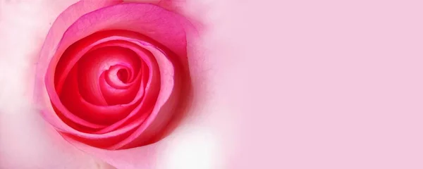 Różowa Róża Białym Tle — Zdjęcie stockowe