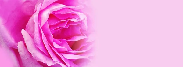 Pink Rose White Background — Stock Photo, Image