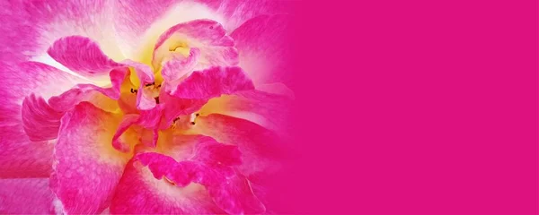 Vacker Orkidé Blomma Rosa Bakgrund — Stockfoto