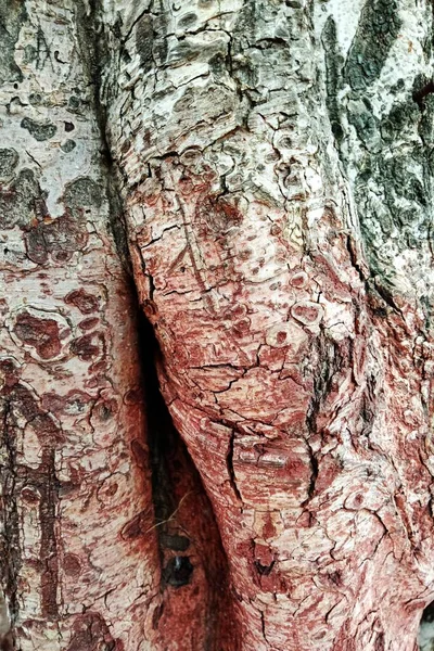 Close Tree Cork — стоковое фото