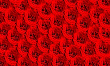 Kırmızı gül, arka plan, çiçekler.