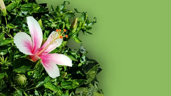 Beyaz Arka Planda Güzel Pembe Bir Çiçek — Stok fotoğraf